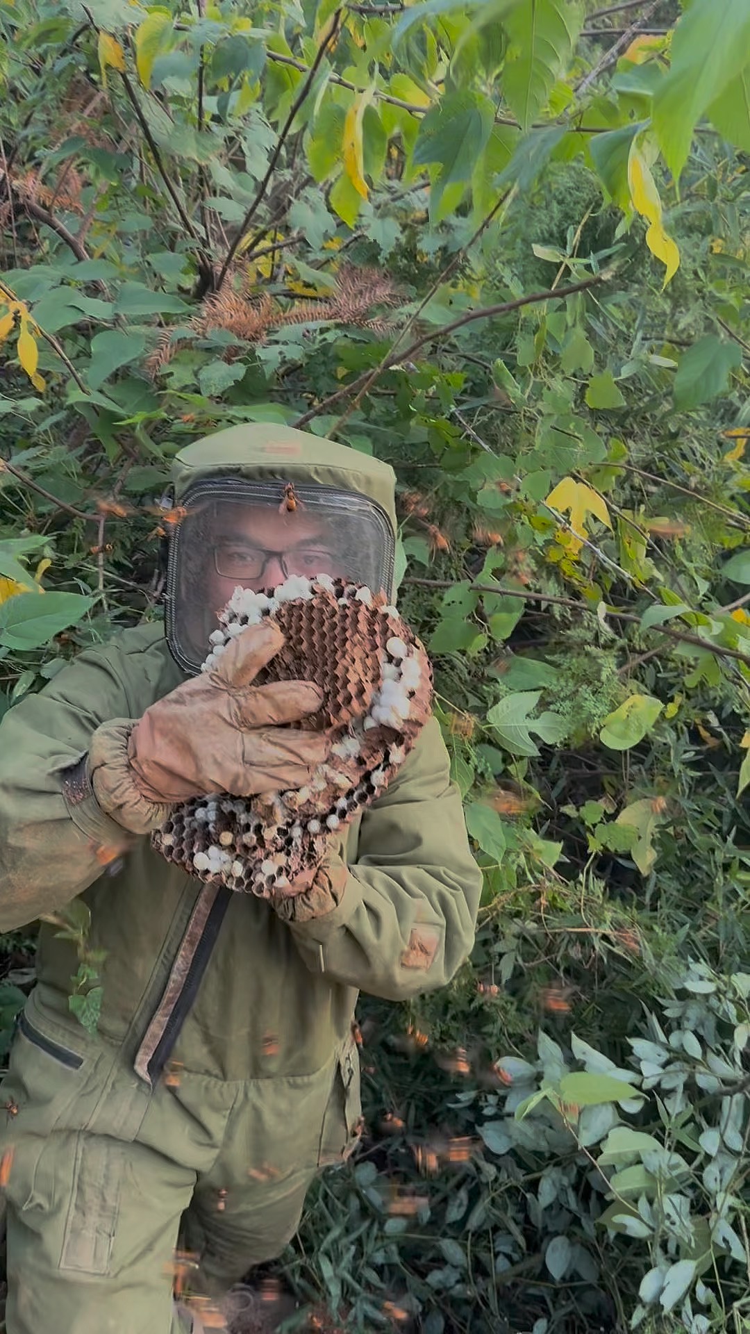 虎头蜂怎么养殖