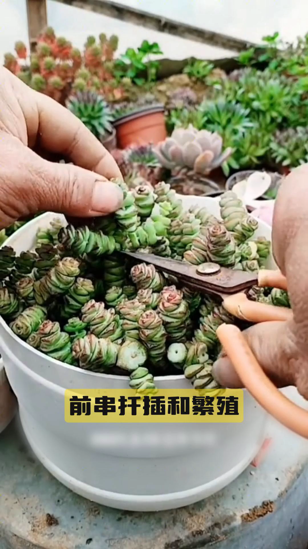 多肉钱串子的扦插方法