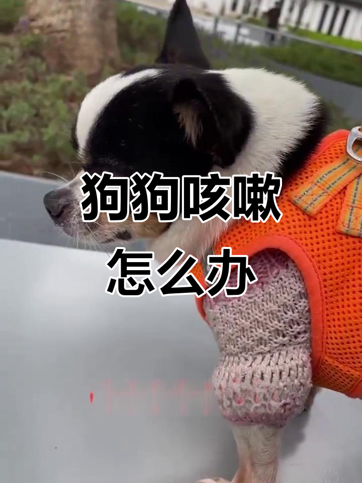 狗总咳嗽像卡住似的咋整