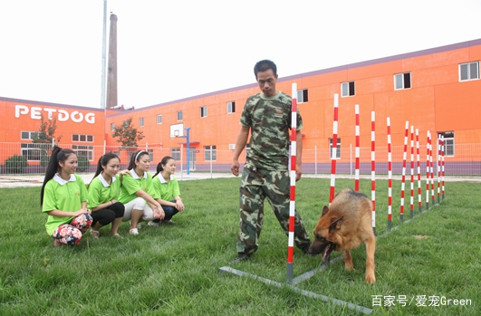 训犬师的薪资怎么样？一个月能挣多少钱