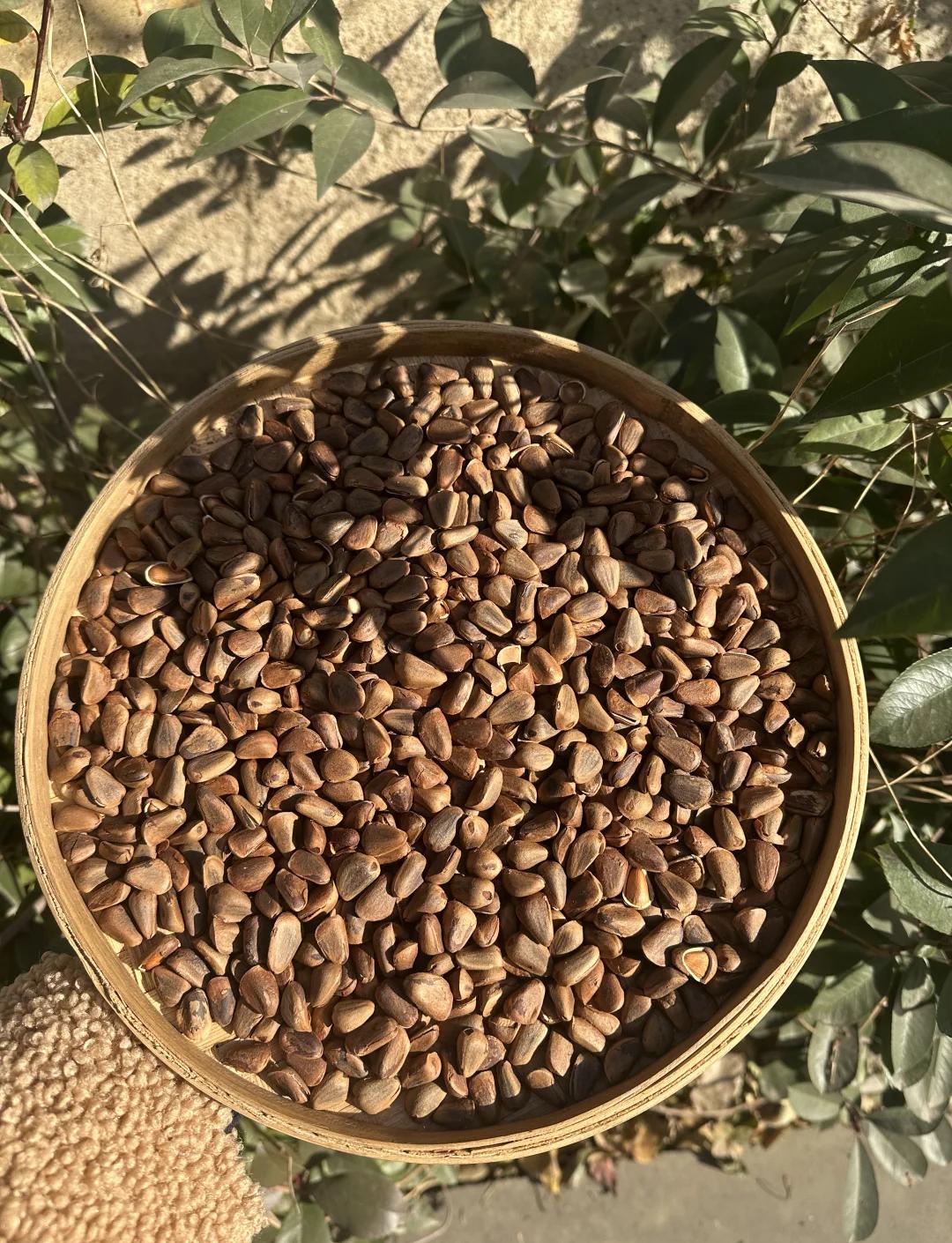 松子妈妈是怎么传播种子的